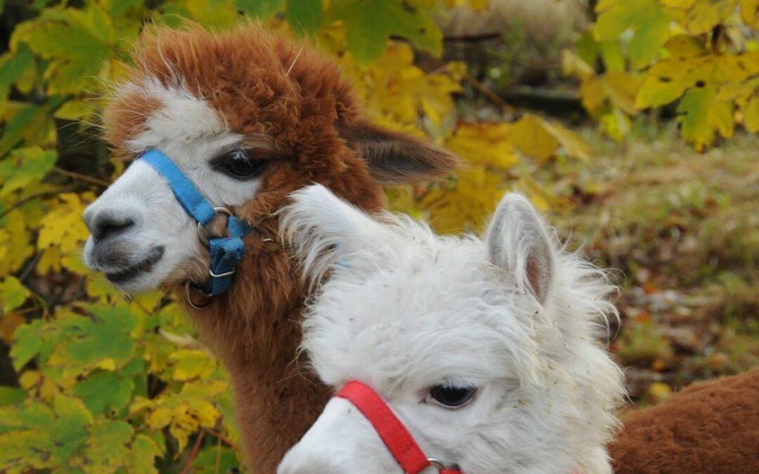 ZAGRODA Z ALPAKAMI – MINI ZOO GNIEZNO